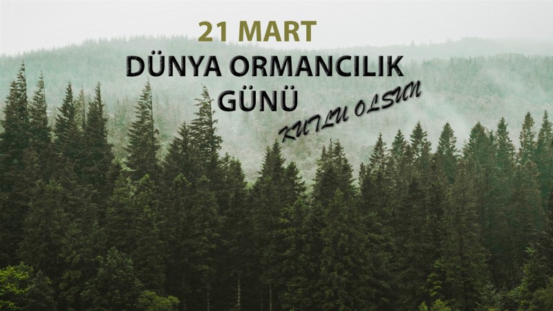 21 Mart Dünya Ormancılık Günü ve 22 Mart Dünya Su Günü: Doğanın İki Hayati Kaynağı