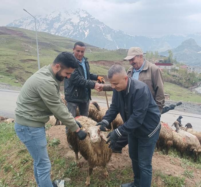 Gupsi Pazarı’nda Sıkı Takip! Veteriner Hekimler Kurbanlıkları Tek Tek İnceledi