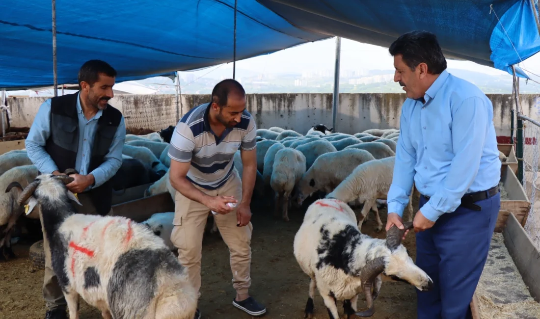 Hakkari Kurban Pazarında Sessizlik Hâkim! Küçükbaş 15 Bin TL’den Başlıyor, Besici de Vatandaş da Kara Kara Düşünüyor