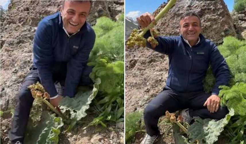 Hakkari Dağlarında "Yayla Muzu" Sezonu Açıldı! Ünlü Sanatçı Ersin Korkut Memleketinde Uşkun Toplarken Görüntülendi