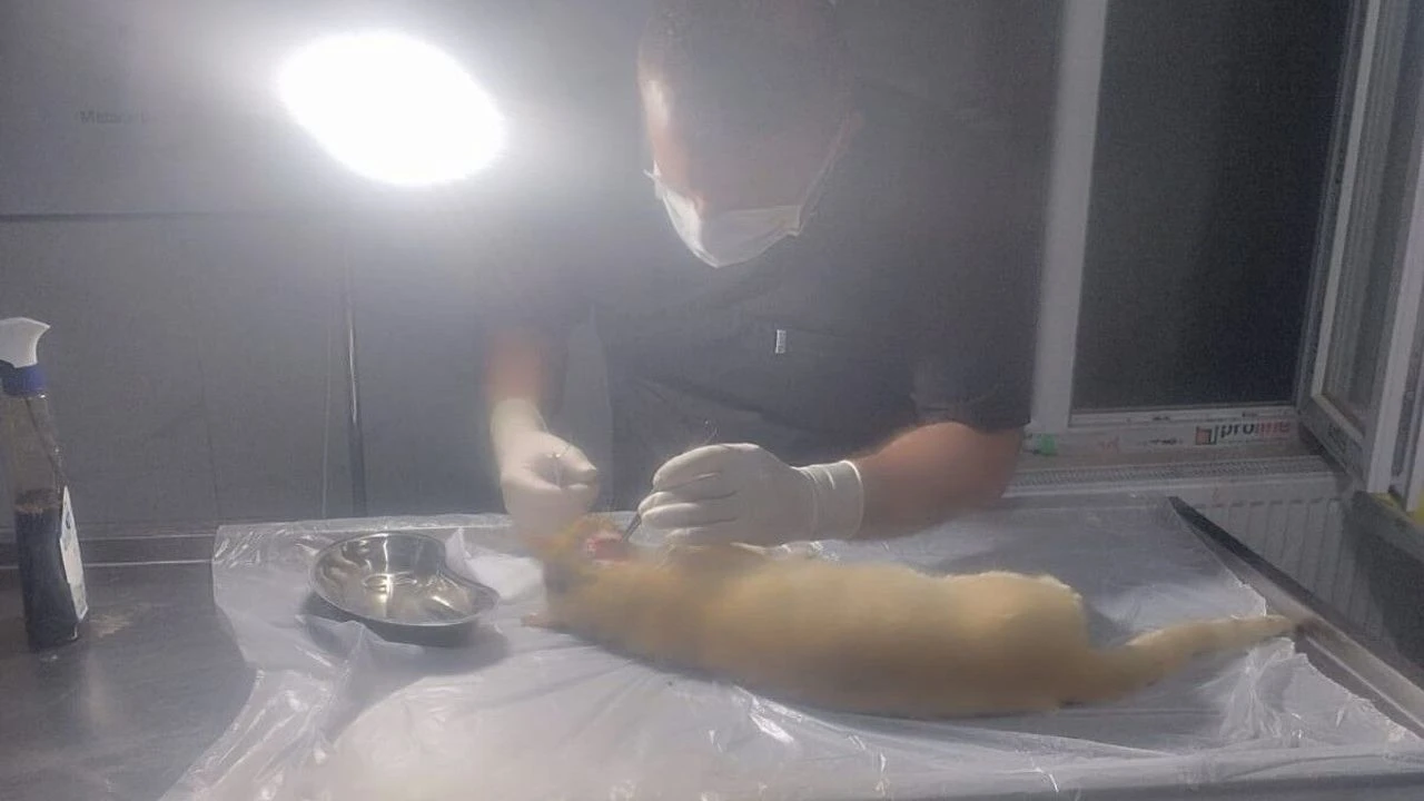 Hakkari’de Yaralı Bulunan Kedi İçin Seferber Oldular