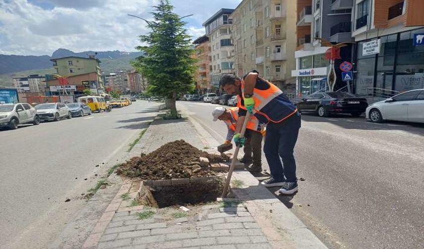 Hakkari’de Zarar Gören Ağaçların Yerine Yeni Fidanlar Dikiliyor