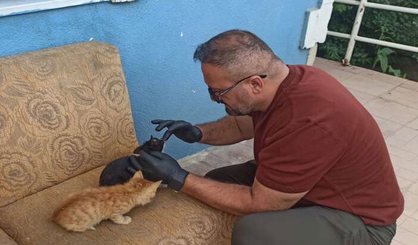 Hakkari’de Sokak Kedileri Tedavi Altına Alındı