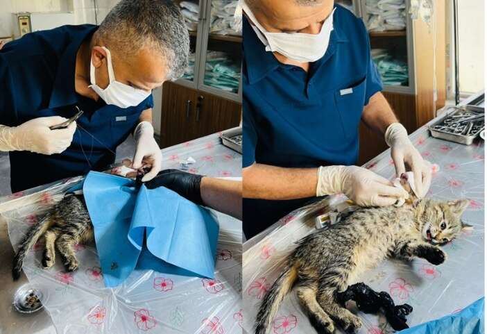 Gangren Olan Kedi Hakkari’de Ameliyatla Hayata Tutundu