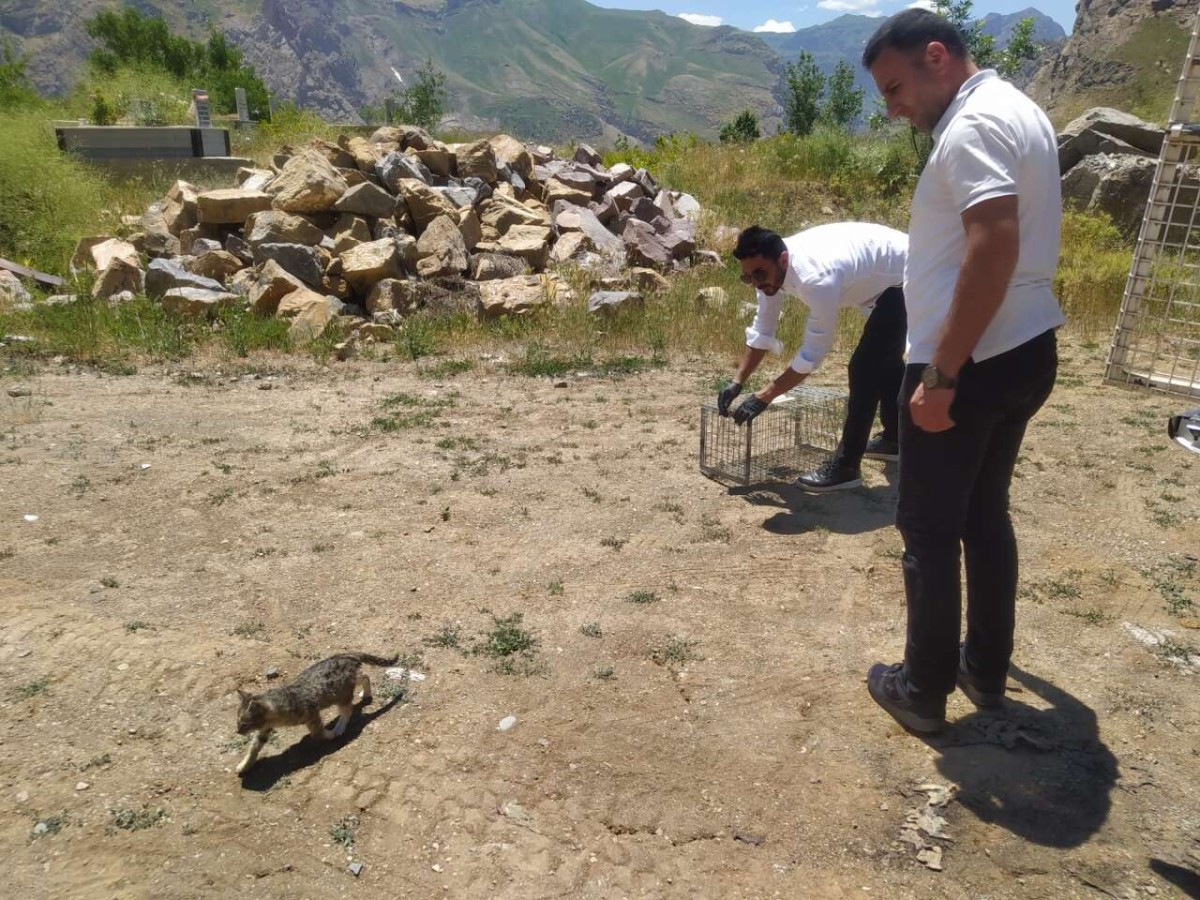 Hakkari Belediyesi Yaralı Sokak Hayvanlarına Müdahale Ediyor