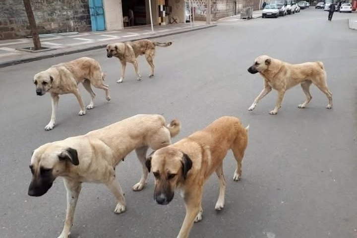 Yozgat’ta Köpek Sahiplerine Uyarı: Mikroçip ve Aşı Zorunlu, Cezalar Ağır