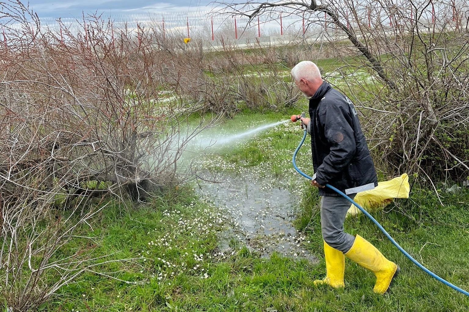 Enez’de Sinekle Mücadele Başladı: Larva İlaçlama Seferberliği
