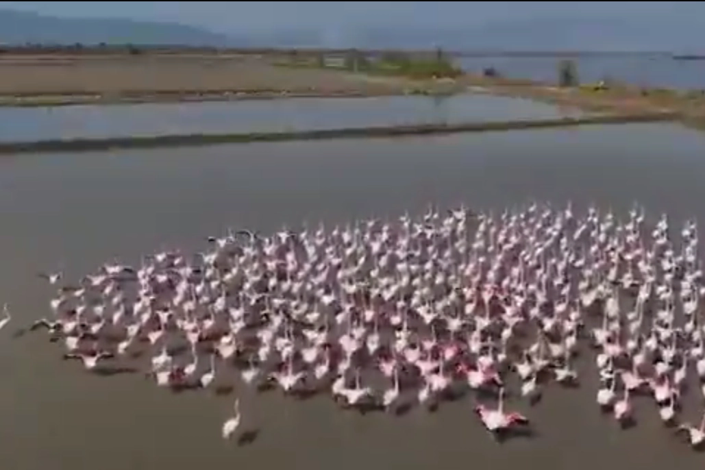 Söke’de Taşkın Alanları Yaban Hayatına Can Oldu: Flamingolar İçin Yem Bırakıldı