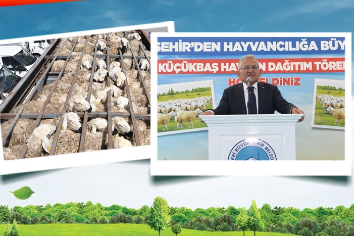 Kayseri’de Küçükbaşta Büyük Artış: 4 Bin 300 Koyun 150 Bin Oldu