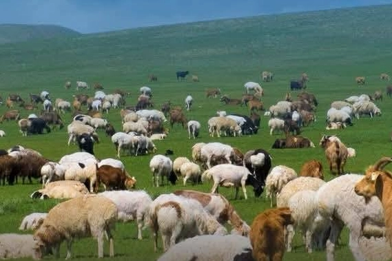 Trakya’da Küçükbaşa Destek Başladı: Başvurular 30 Nisan’a Kadar Sürecek
