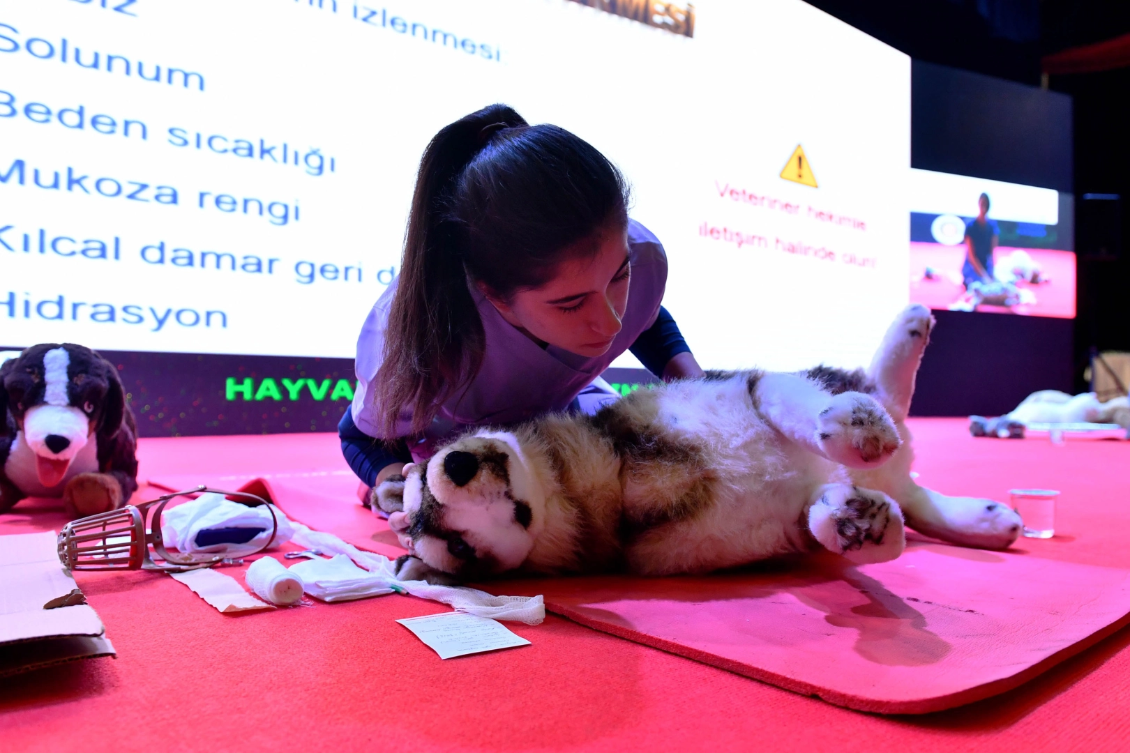 Ankara’da Sokak Hayvanlarına Büyük Destek: 8 Milyonun Üzerinde Can Dosta Ulaşıldı