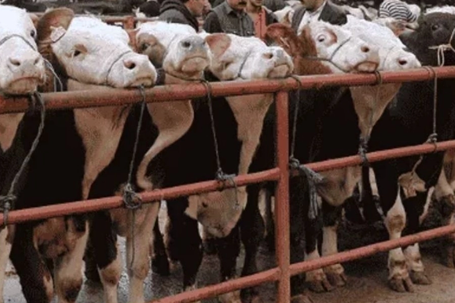 Balıkesir’de Hayvan Pazarları Açık: Sadece Gönen’de Tedbir Amaçlı Kapatma