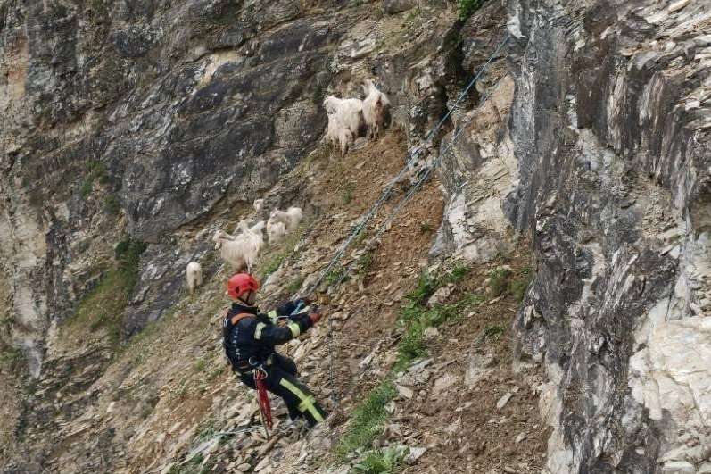 Kocaeli İtfaiyesi’nden Örnek Kurtarma Operasyonu: Sarp Arazide Mahsur Kalan 15 Keçi Kurtarıldı