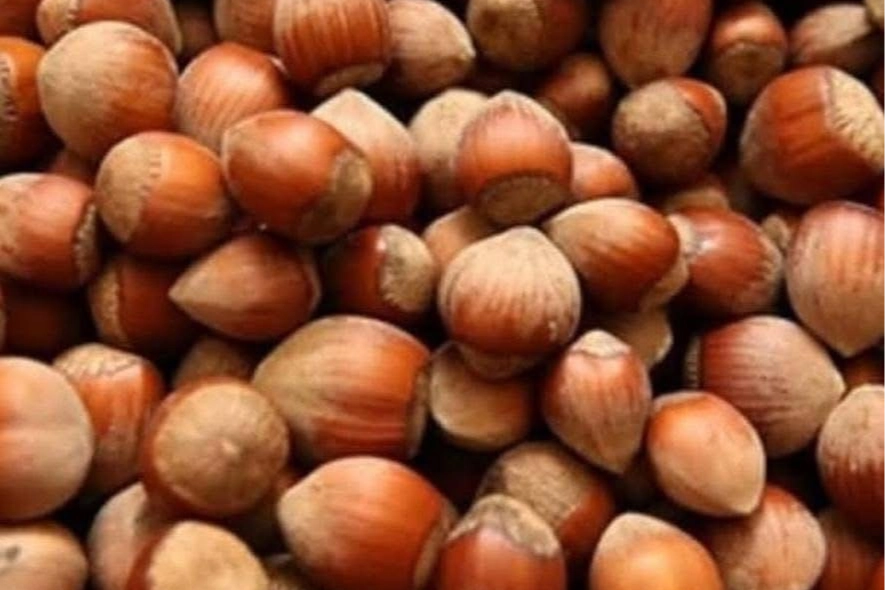 Fındıkta Fiyat Krizi Derinleşiyor: Akçakoca Ziraat Odası’ndan Sert Uyarı