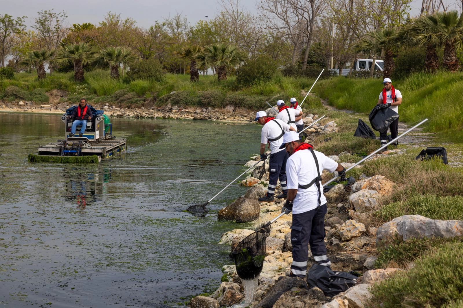 İzmir Körfezi’nde Deniz Marulu Temizliği: 20 Ton Yosun Toplandı