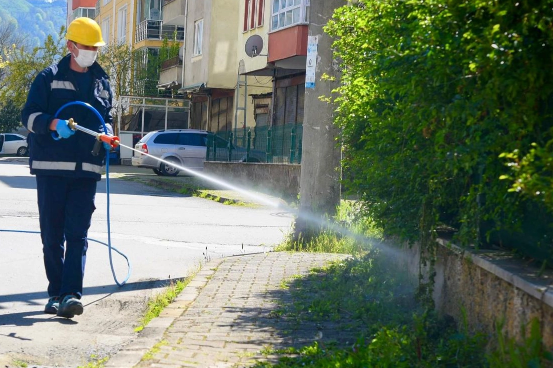 Giresun’da Kokarca Alarmı: Fındık Bahçeleri İçin İlaçlama Başladı