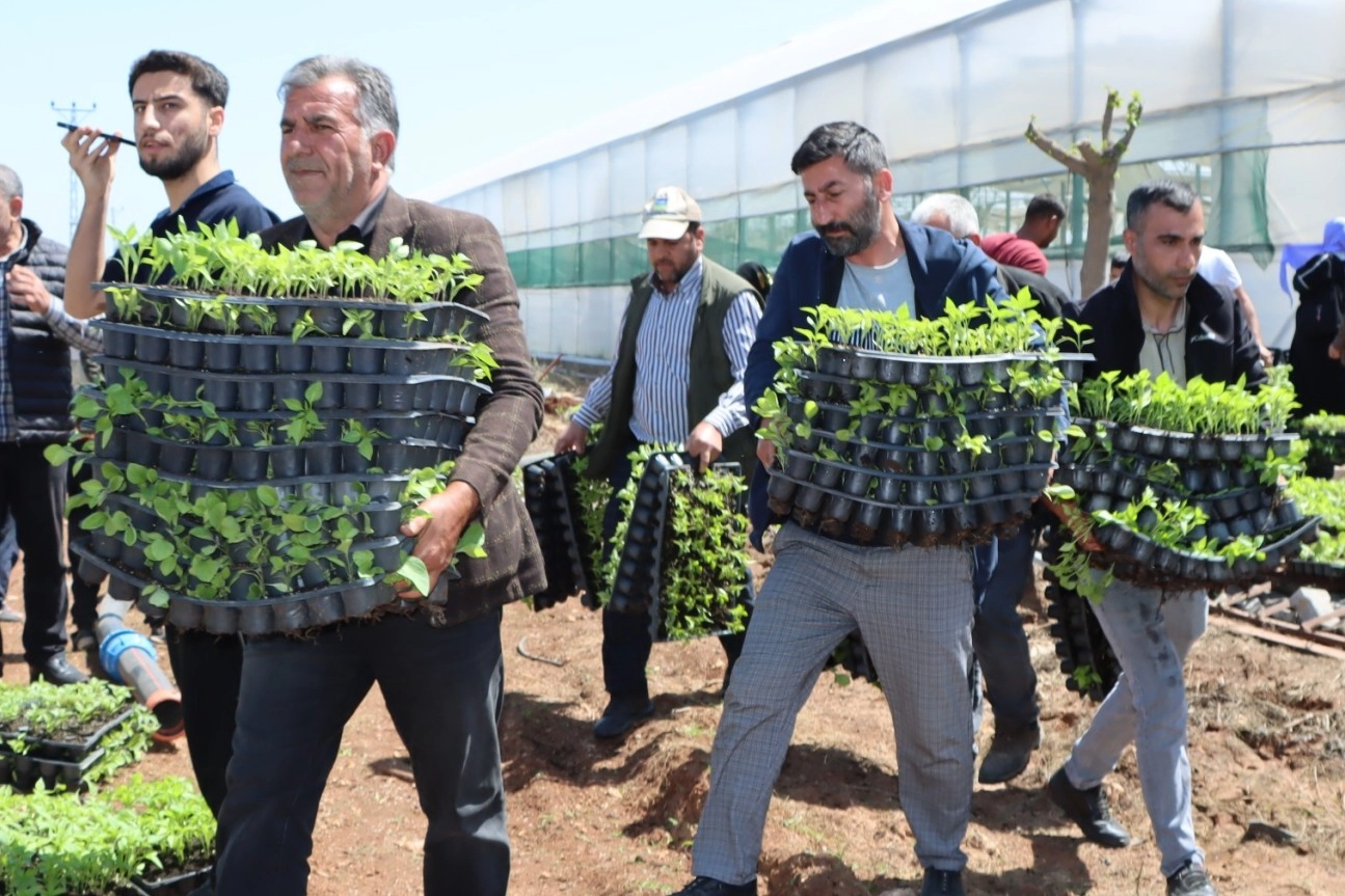 Şanlıurfa’da Çiftçilere 1 Milyon Sebze Fidesi Ücretsiz Dağıtıldı
