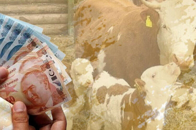 Tarımsal Destek Ödemeleri Başladı: 350 Milyon Lira Çiftçilerin Hesabına Yatırılıyor