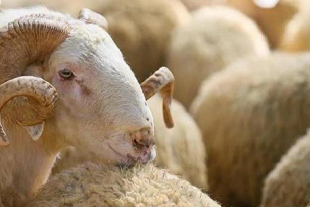 Kurbanlık Alırken Bunlara Dikkat! Tarım ve Orman Bakanlığı’ndan Kritik Uyarılar