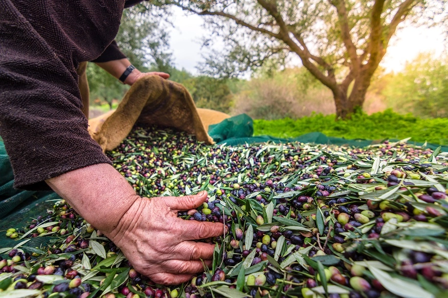 Zeytin Sektörünün Kalbi İzmir’de Atacak: 13 Ülkeden Dev Zirve