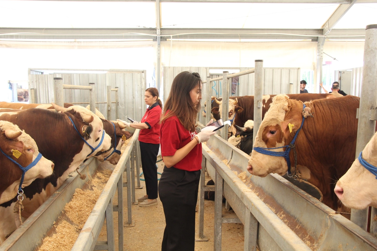 İBB Kurban Bayramı Hazırlıklarını Tamamladı: 4 Dev Tesiste Hijyenik Kesim Dönemi