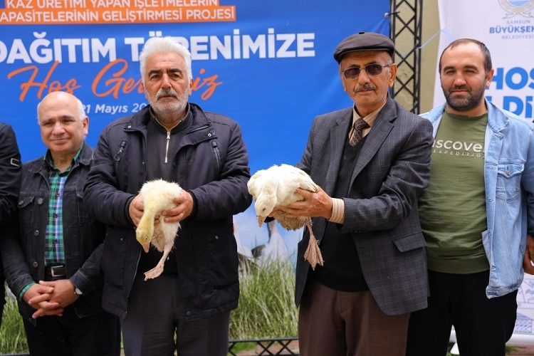 Samsun’da Kırsal Kalkınma Hamlesi! Büyükşehir’den Üreticilere Yüzde 50 Hibeli Kaz Palazı Desteği