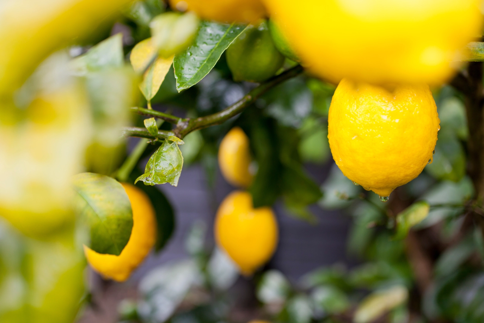 Limon İhracatında Miktar Düştü, Gelir Arttı: Hedef 500 Milyon Dolar