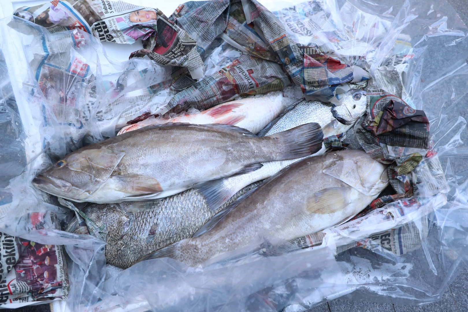 Antalya’da 260 Kilo Kaçak ve Uygunsuz Taşınan Balığa El Konuldu