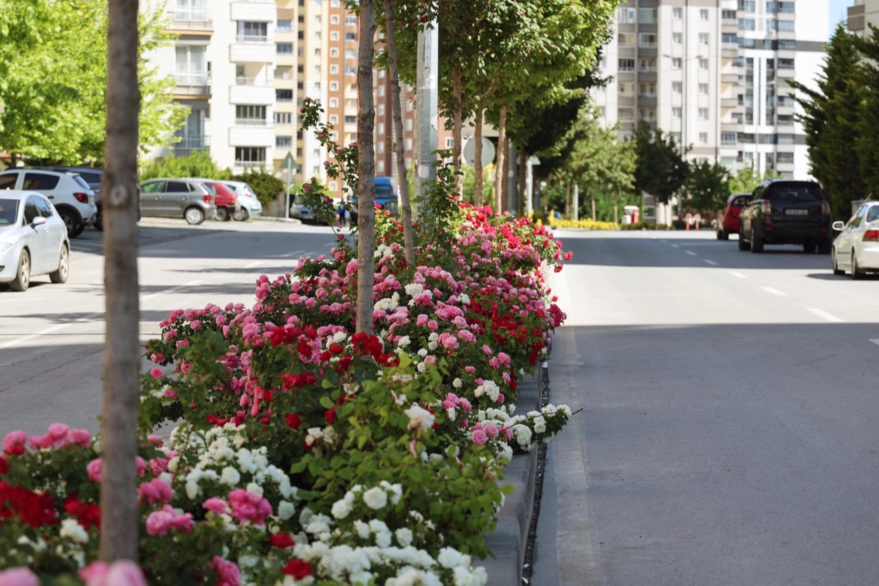 Talas’ta Açan Güller Cadde ve Sokakları Renklendirdi